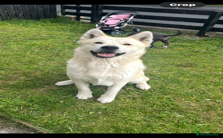 Akita dogs - Advert 5