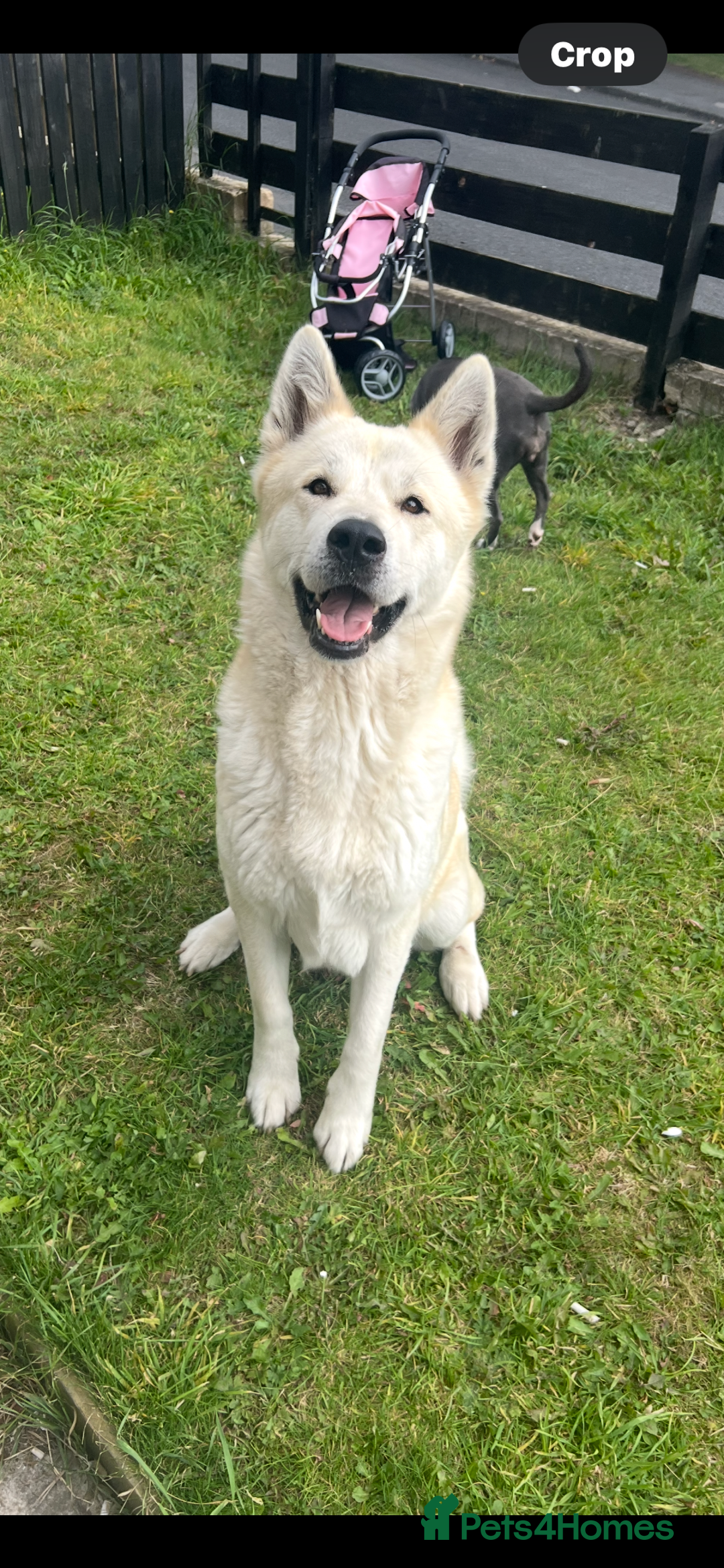 Akita dogs for sale: Akita 5 year old - Image 1