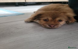 Mixed Breed dogs for sale: Pekingese mix breed puppies  - Advert 22