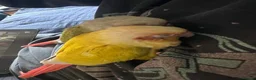 Conures birds for sale: Two DNA tested male Green Cheek Conures. Brothers. - Advert 3
