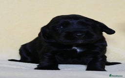 Sprocker dogs for sale: Gorgeous sprocker puppies  - Image 5