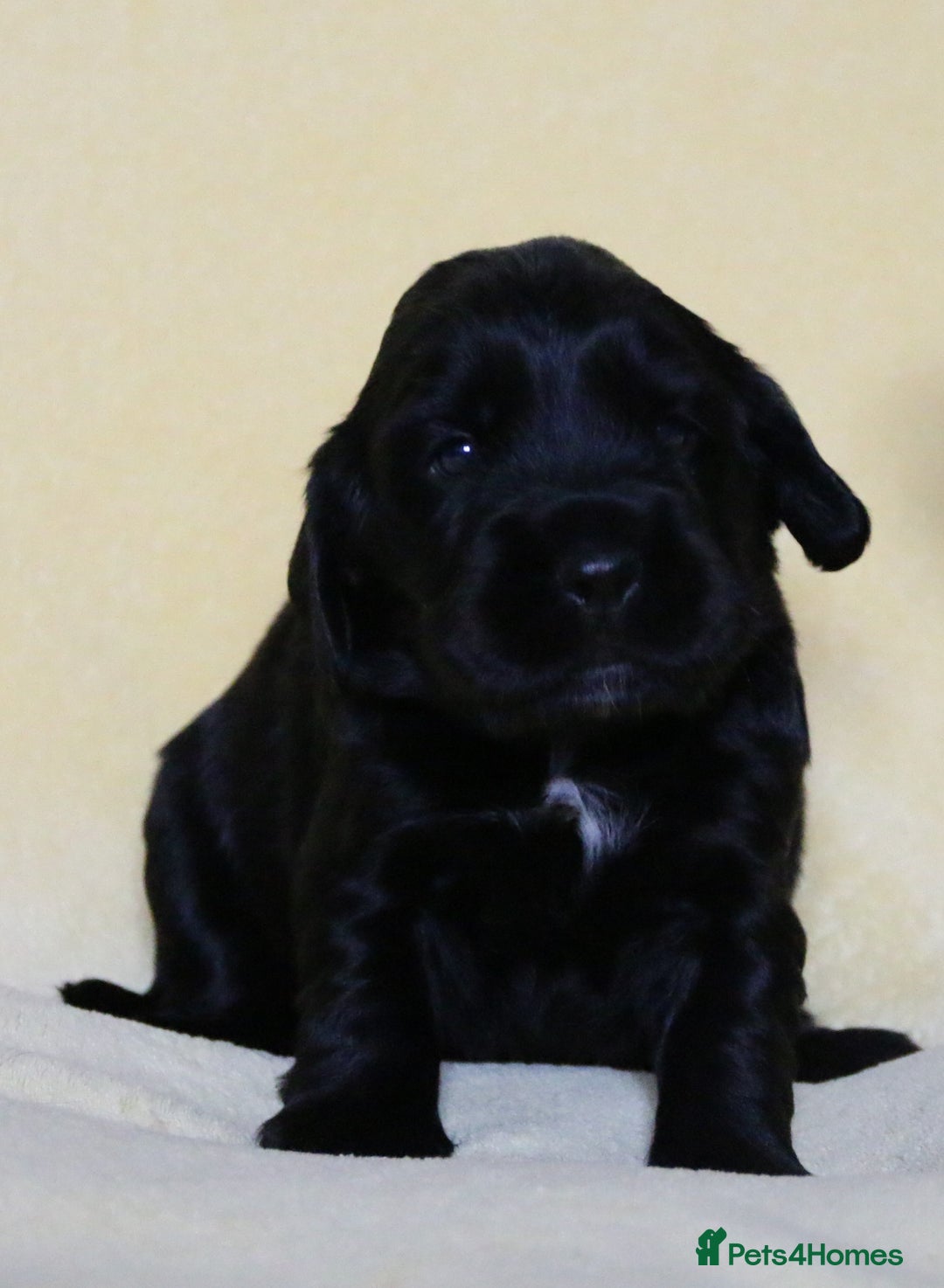 Sprocker dogs for sale: Gorgeous sprocker puppies  - Image 5