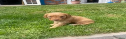 Cockapoo dogs for sale: Cockapoo puppies  - Advert 26