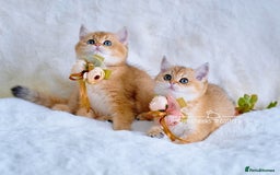 British Shorthair cats for sale: Show Quality Golden Shaded Kittens - Image 13