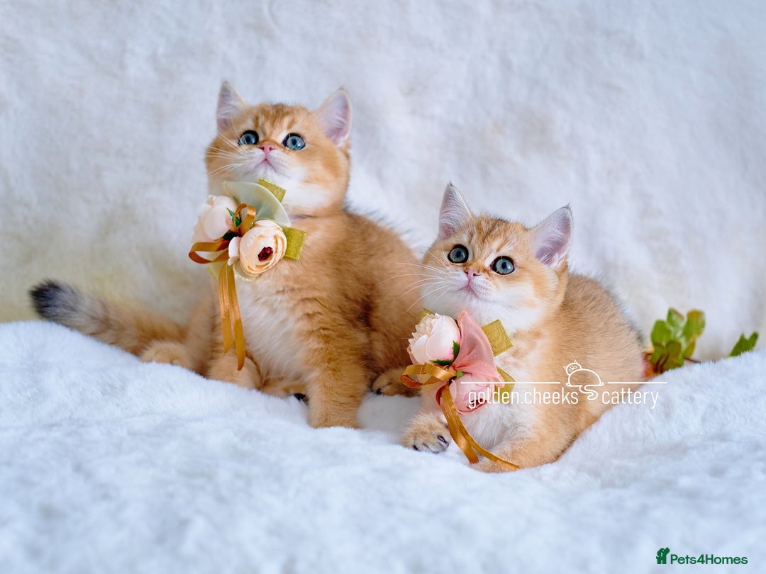 British Shorthair cats for sale: Show Quality Golden Shaded Kittens - Image 13