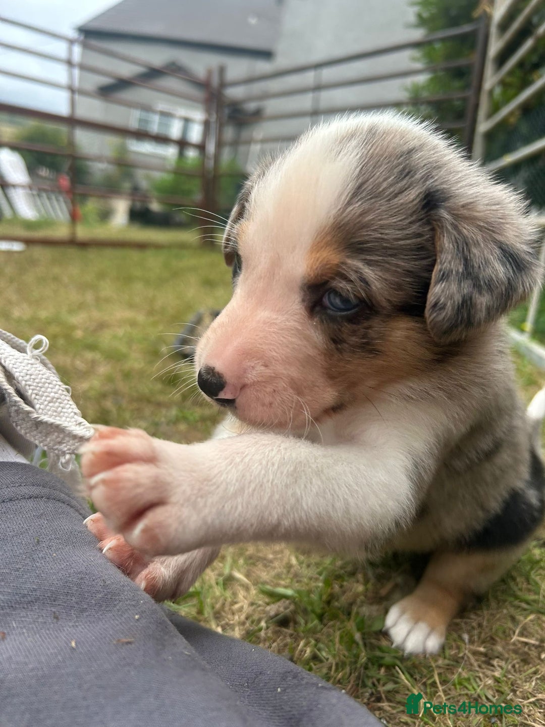 Mixed Breed dogs for sale: collie x Huntaway  pups one boy left  - Image 16