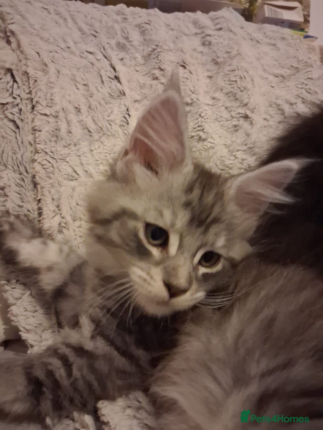 Maine Coon cats for sale: Beautiful Maine coon kittens 🤍🖤 - Advert 10