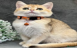 British Shorthair cats for sale: Adorable BSH kittens golden TiCA/ GCCF - Image 10