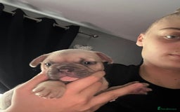 Mixed Breed dogs for sale: 2 Beautiful female Frenchie/Staffie pups  - Image 6