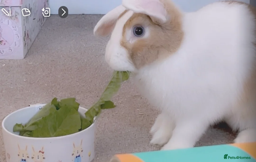 English Lop rabbits for sale: Lop Rabbit for Sale – Nearly 4 Years Old  - Advert 1