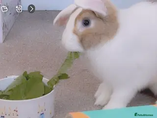 English Lop rabbits Lop Rabbit for Sale – Nearly 4 Years Old - Advert 1