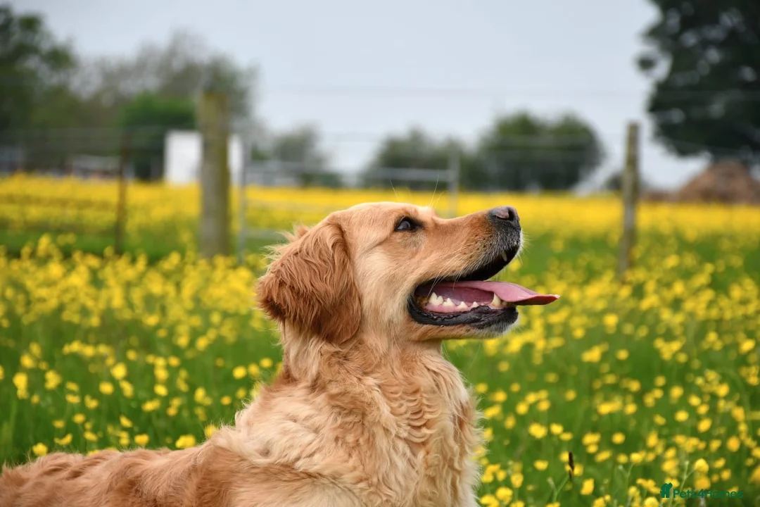 Golden Retriever dogs for sale: Golden retriever puppies  - Advert 1
