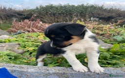 Mixed Breed dogs for sale: Border Jack Puppies (Border Collie X Jack Russel) - Image 11