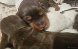 Cocker Spaniel dogs for sale: 4 beautiful cocker spaniel pups left  - Image 7
