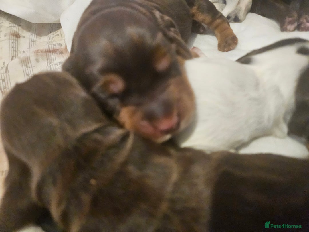 Cocker Spaniel dogs for sale: 4 beautiful cocker spaniel pups left  - Image 7
