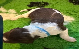 Sprocker dogs for sale: SPROCKER PUPPIES FOR SALE - Image 1