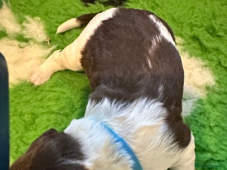 Sprocker dogs - Advert 1