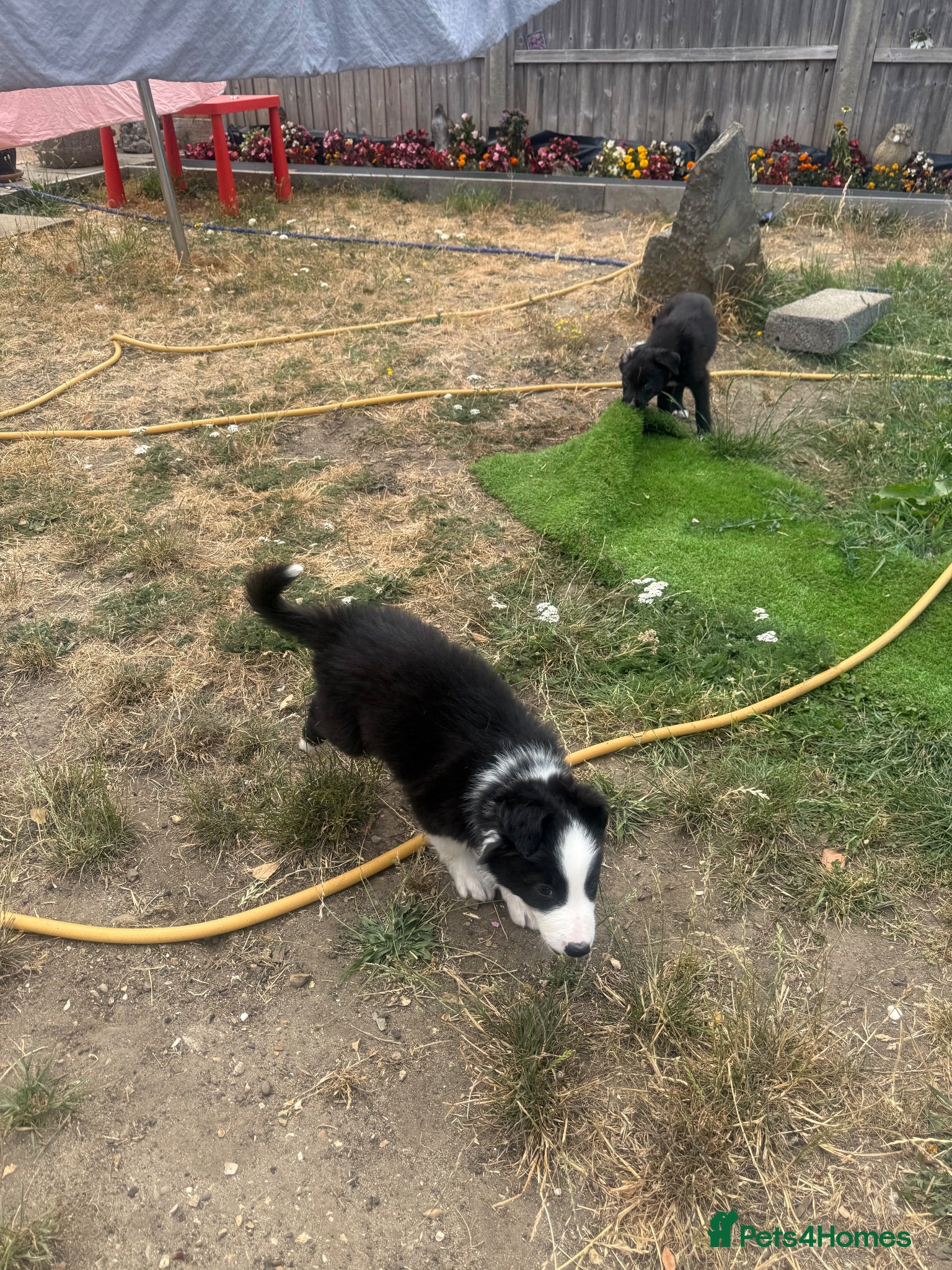 Mixed Breed dogs 2 male border collie pups ready to go now - Advert 1