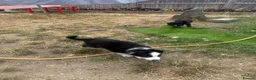Mixed Breed dogs for sale: 2 male border collie pups ready to go now - Advert 1