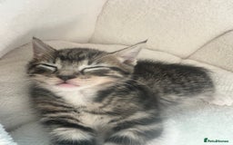 American Shorthair cats for sale: Kitten looking for a new home  - Image 5