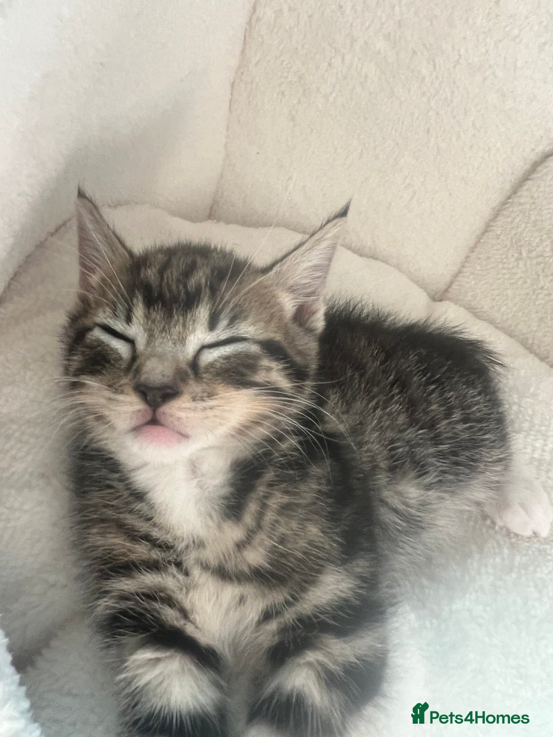 American Shorthair cats for sale: Kitten looking for a new home  - Image 5