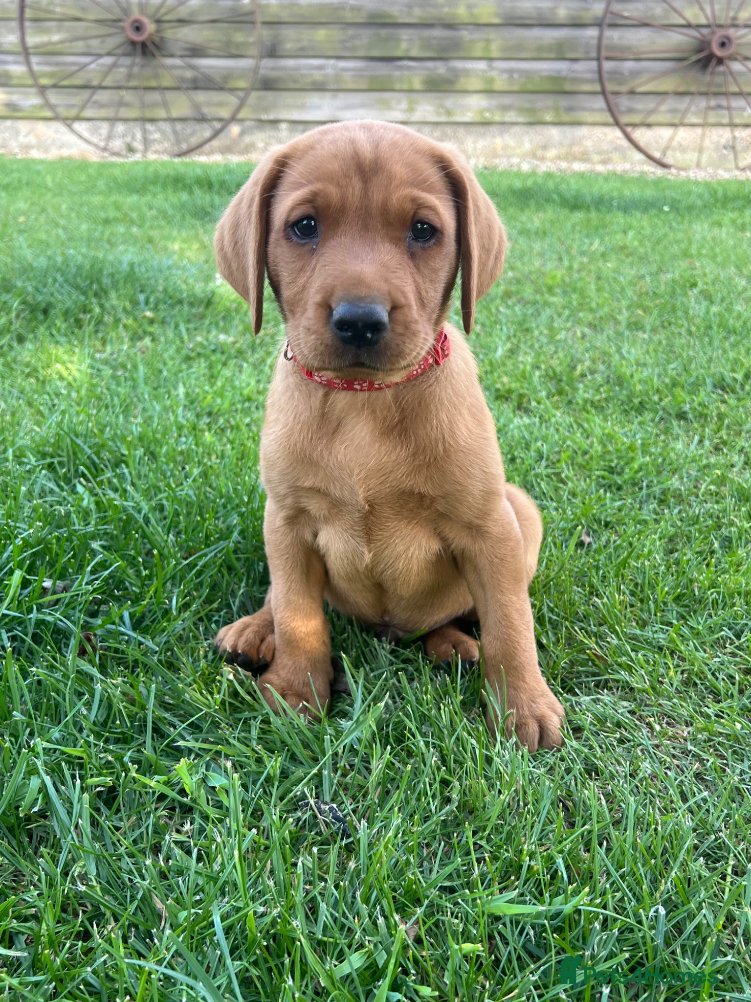 Labrador Retriever dogs Stunning Fox Red Labrador pups for sale - Advert 15