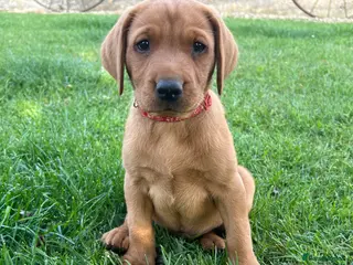 Labrador Retriever dogs Stunning Fox Red Labrador pups for sale - Advert 15