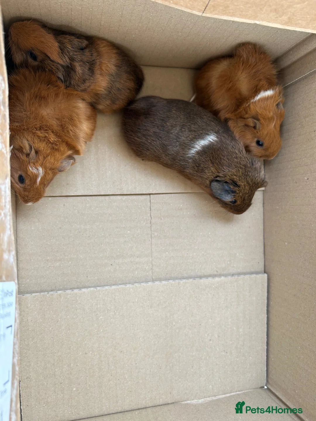 Guinea Pig rodents for sale: Baby guinea pigs - Advert 1