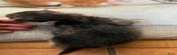 Maine Coon cats for sale: Purebred MaineCoon Kittens TICA lines  - Advert 7