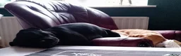 Staffordshire Bull Terrier dogs for sale:  Only one Staffordshire puppy Girl - Advert 18