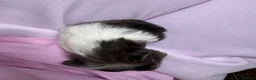 Guinea Pig rodents for sale: Really friendly bonded baby boys available  - Advert 16