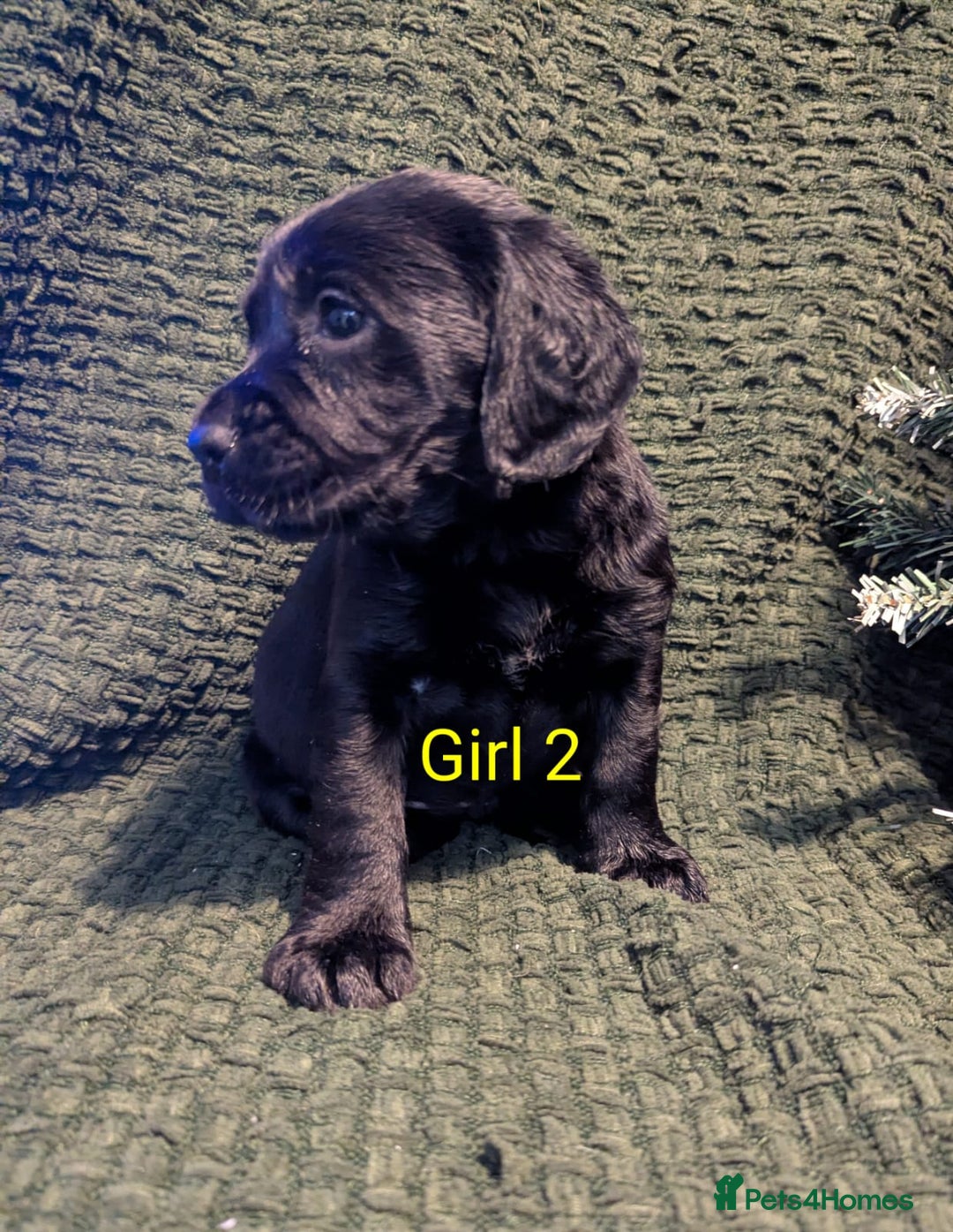 Cockerdor dogs for sale: Cockador Puppies - Advert 26