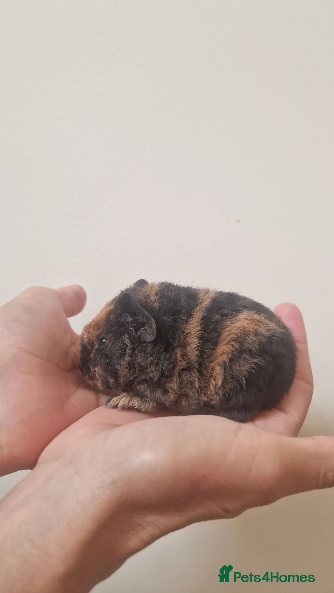 Guinea Pig rodents for sale: Teddy guinea pigs in Leicester - Advert 11