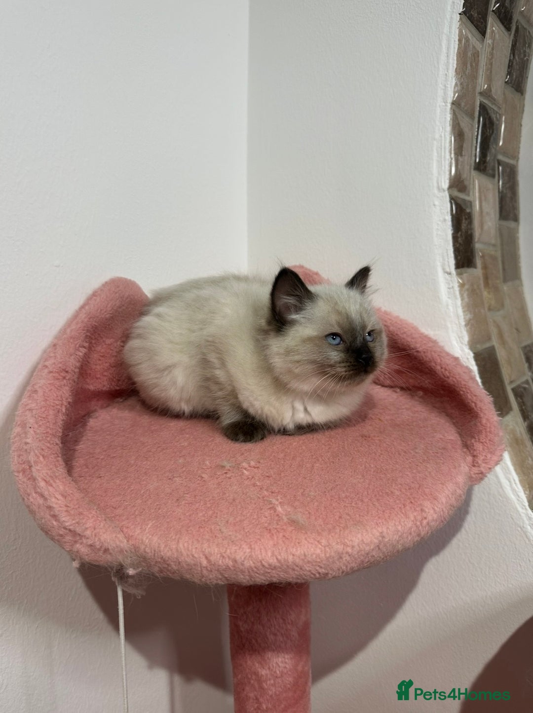 Ragdoll cats for sale: Cuddly tame purebred ragdoll kittens - Advert 6