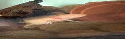 Catfish fish for sale: Axolotl in Sheerness - Advert 3