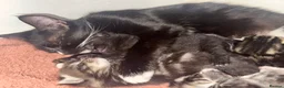 Mixed Breed cats for sale: 9 week old kittens ready to be rehomed  in Leeds - Advert 5