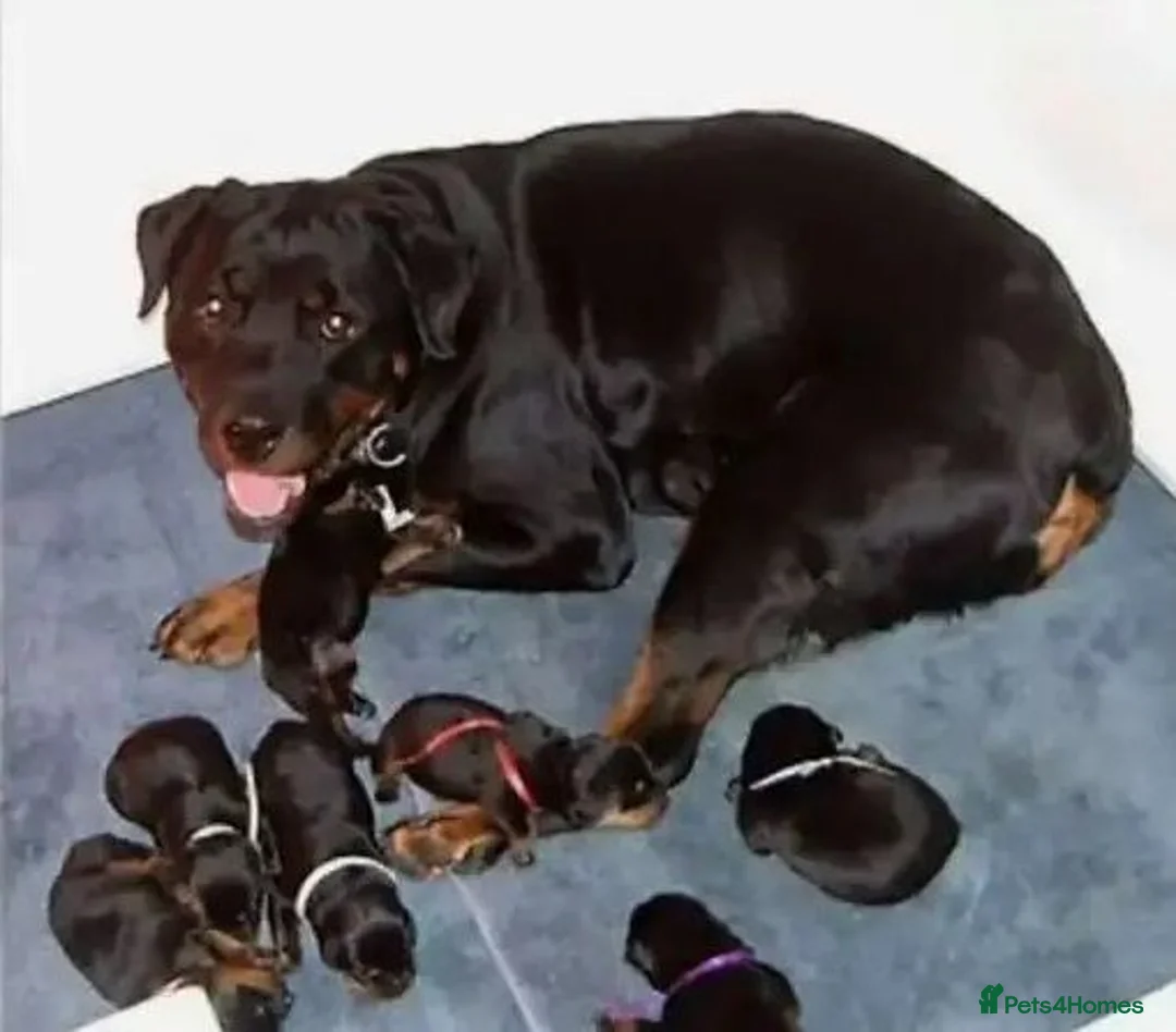 Rottweiler dogs for sale: jahxs saspdm Rottweiler pups for sale in Brighouse - Advert 8