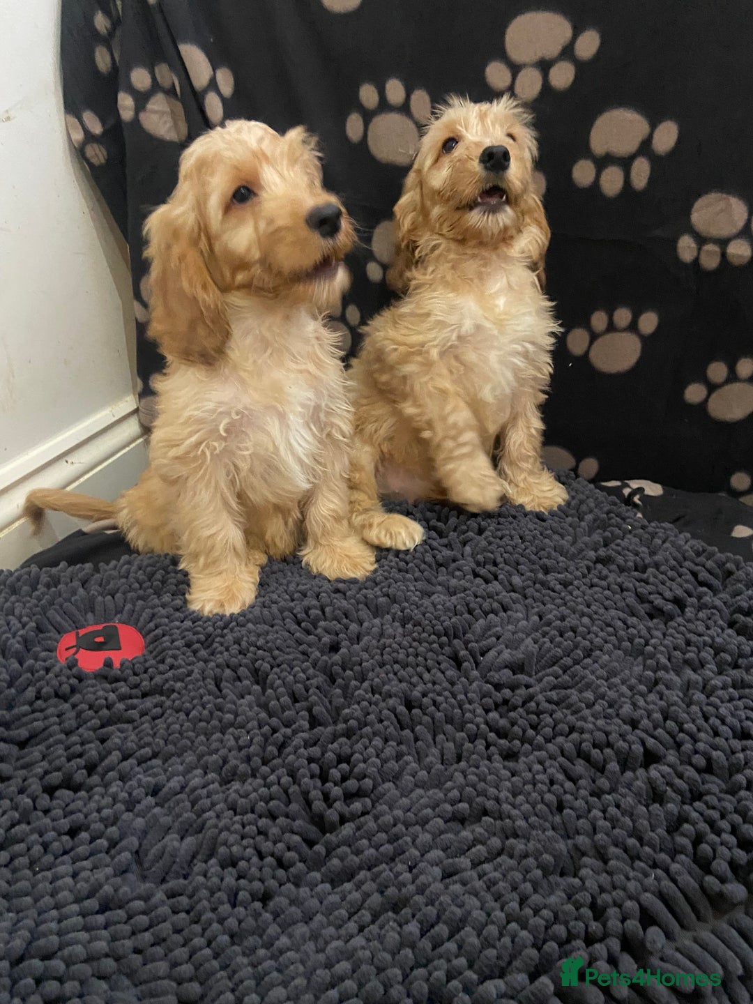 Cockapoo dogs for sale: F1 Apricot cockapoo’s boys and girls  - Image 18