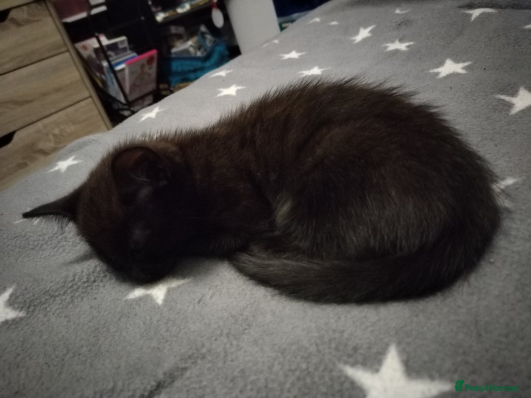 Mixed Breed cats for sale: 4 kittens black and white for homing - Advert 3