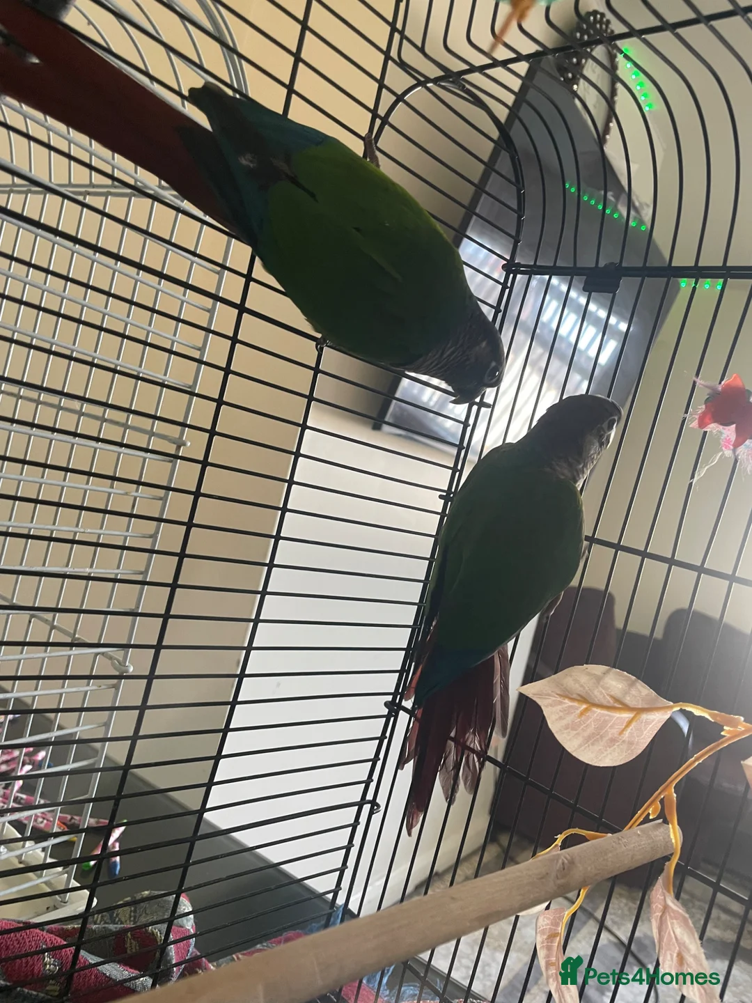 Conures birds for sale: Female and male conures and pineapple conure - Advert 1