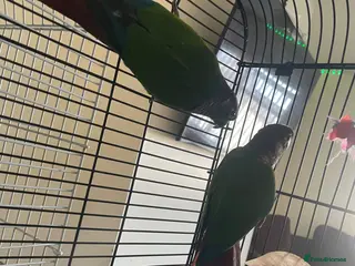 Conures birds Female and male conures and pineapple conure - Advert 1