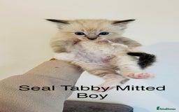 Ragdoll cats for sale: LAST ONE! Pedigree Ragdoll Kittens - REDUCED  - Image 12
