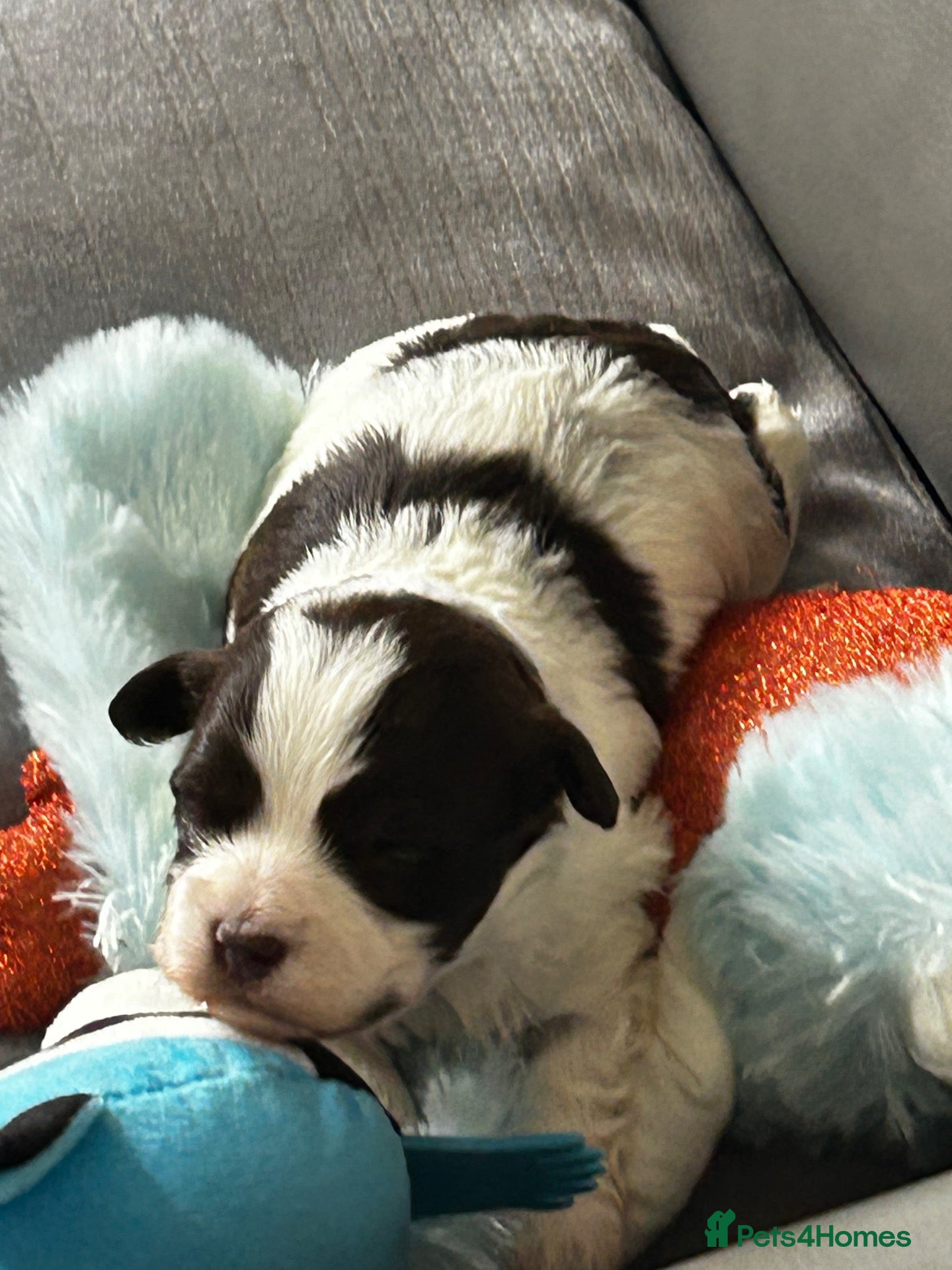 Havanese dogs Stunning pedigree Havanese puppies  - Advert 1
