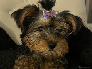 Yorkshire Terrier dogs Gorgeous little Yorkshire Terrier puppy - Advert 1