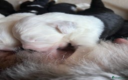 Old English Sheepdog dogs for stud: Stud KC Old English Sheepdog in Peterborough - Image 18