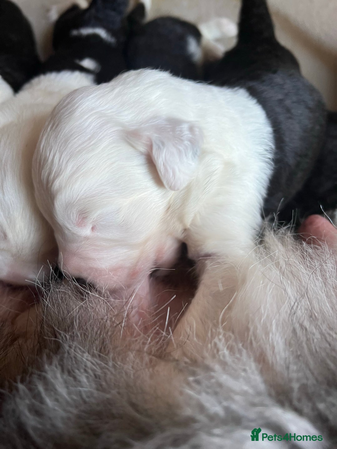 Old English Sheepdog dogs for stud: Stud KC Old English Sheepdog in Peterborough - Image 18