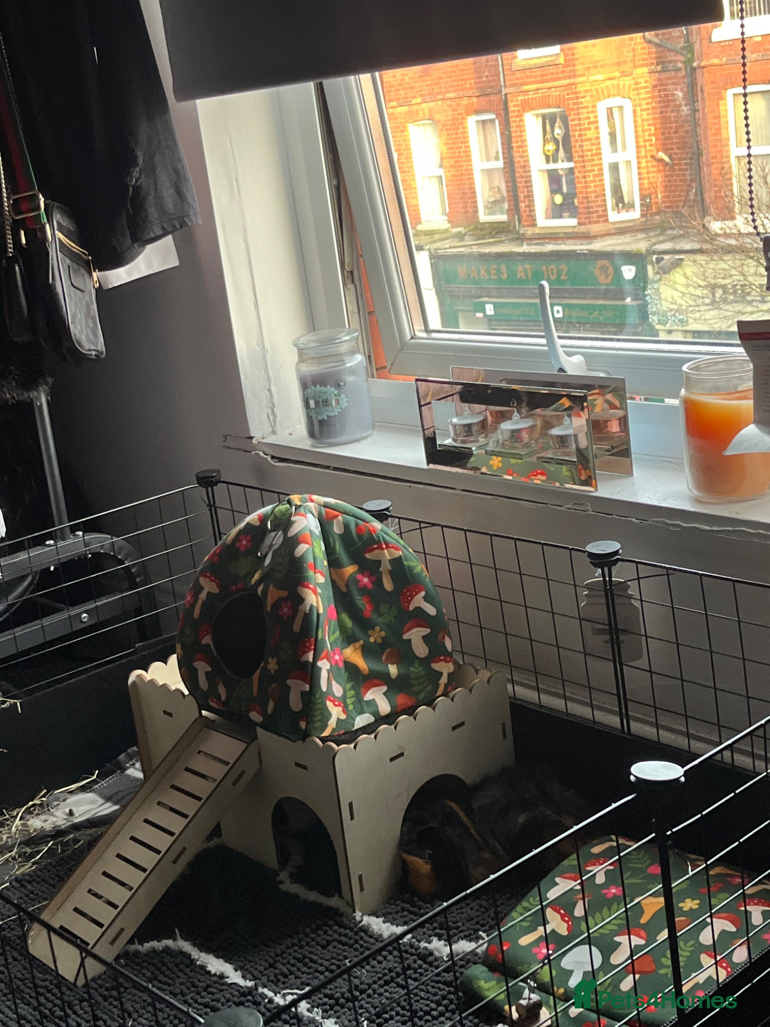 Guinea Pig rodents Two male guinea pigs for sale  - Advert 1