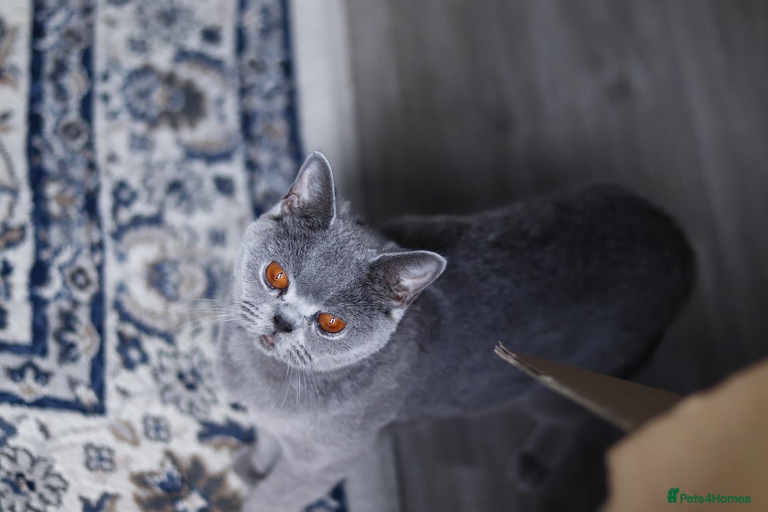 British Shorthair cats for sale: ✨️Outstanding GCCF Grand Chmp Line BSH ❤️ - Image 40