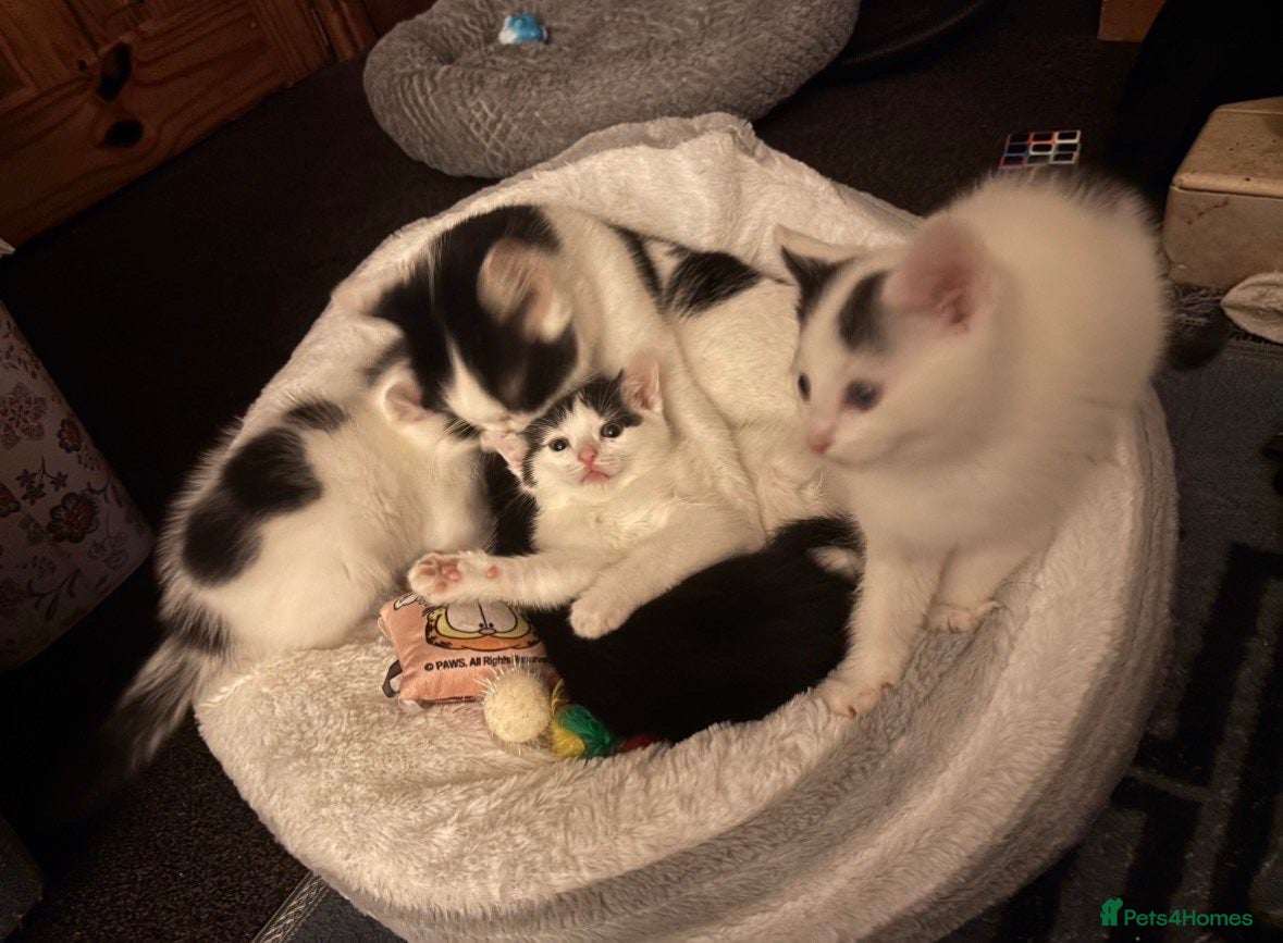 Turkish Angora cats Beautiful kittens ready to find a home  - Advert 17