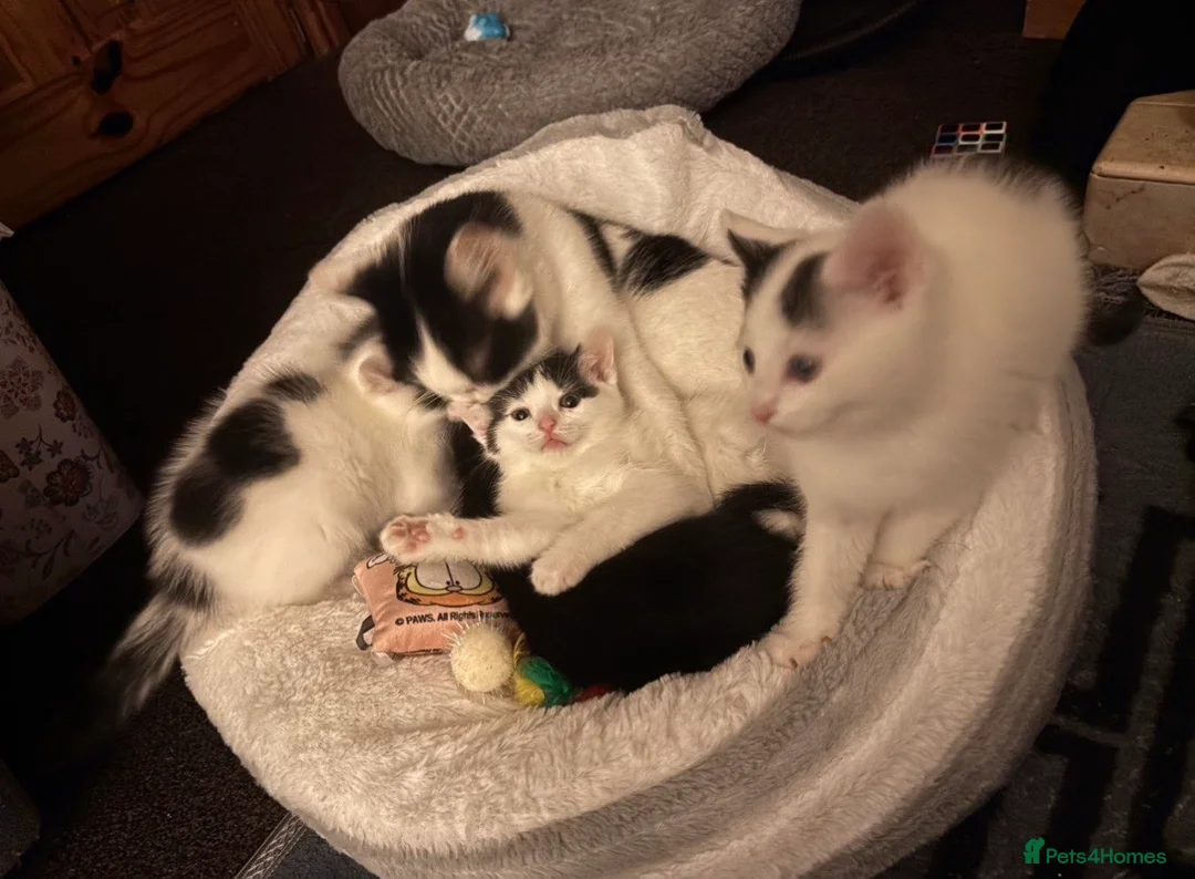 Turkish Angora cats for sale: Beautiful kittens ready to find a home  - Advert 1